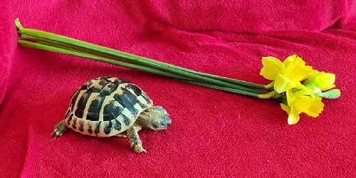 Artemis